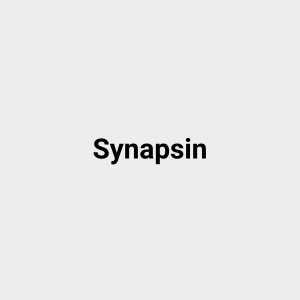 Read more about the article Synapsin